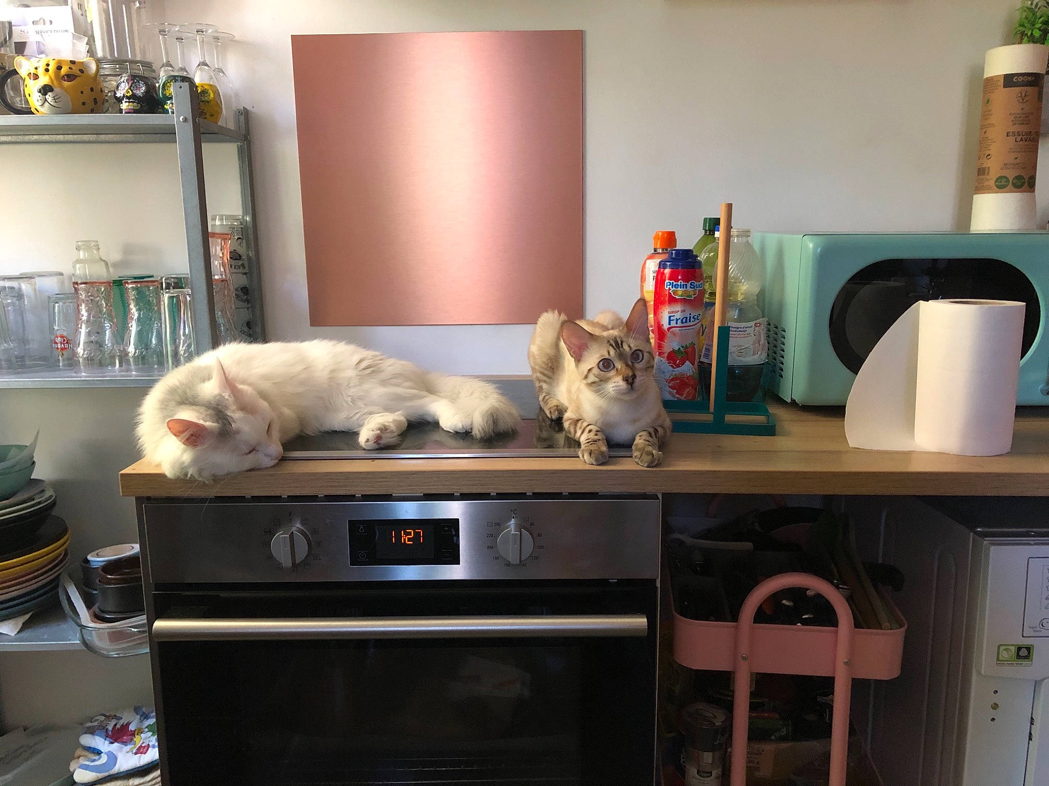 Senpaï participe au concours pour gagner de l'argent avec cette photo : bookcase, cabinetry, carnivore, cat, comfort, felidae, floor, flooring, hardwood, home_appliance, interior_design, kitchen, major_appliance, picture_frame, property, shelf, shelving, small_to_medium_sized_cats, table, wood