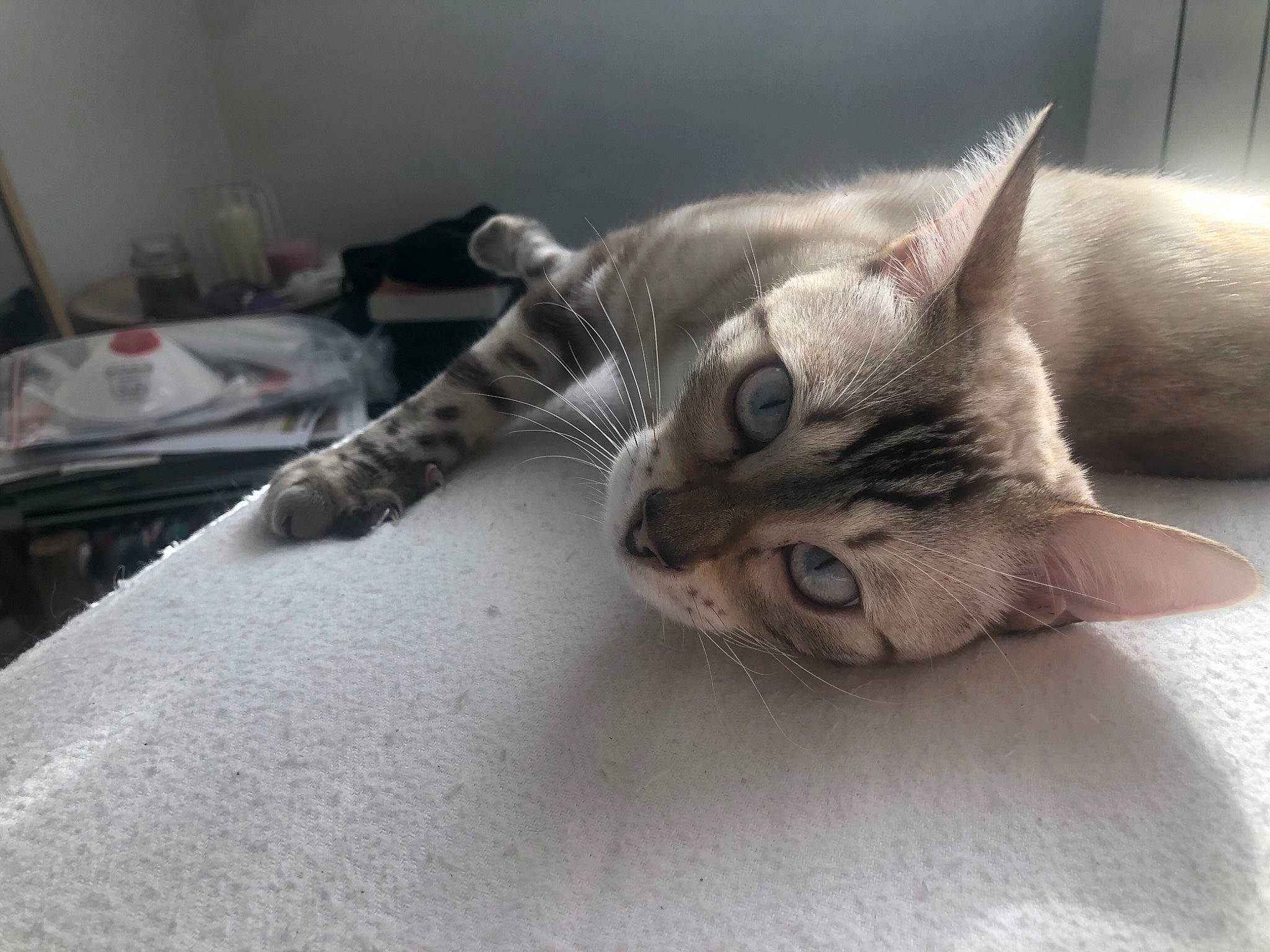 Senpaï a rejoint le concours — aidez-le/la à gagner de superbes lots ! carnivore, cat, claw, comfort, domestic_short_haired_cat, felidae, fur, grey, nap, paw, small_to_medium_sized_cats, snout, tail, whiskers