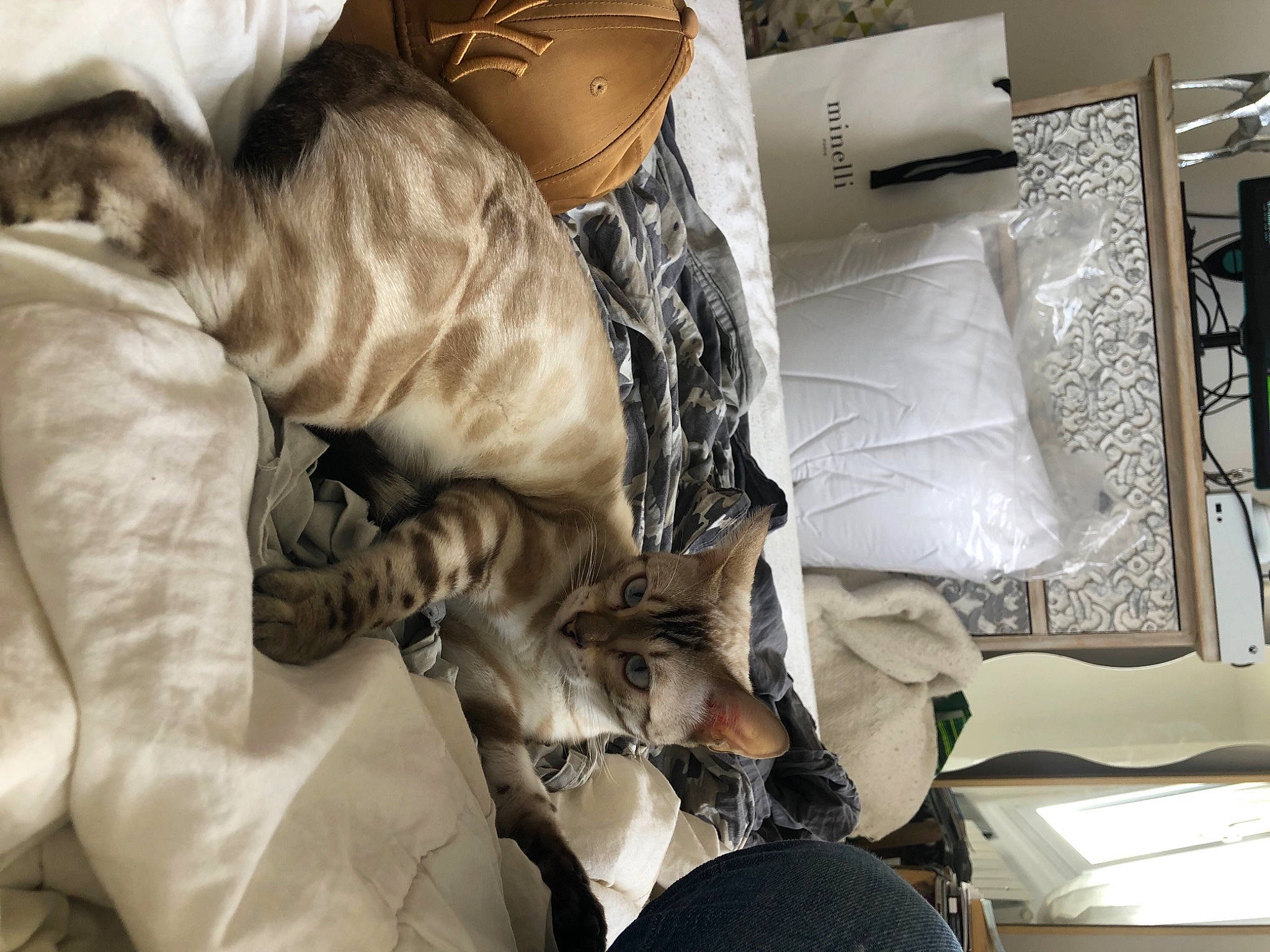 Senpaï participe au concours pour gagner de l'argent avec cette photo : cat, child, comfort, computer_keyboard, eyewear, fashion_accessory, fashion_design, felidae, fur, human_leg, input_device, knee, linens, nap, office_equipment, pattern, room, sitting, sleep, thigh