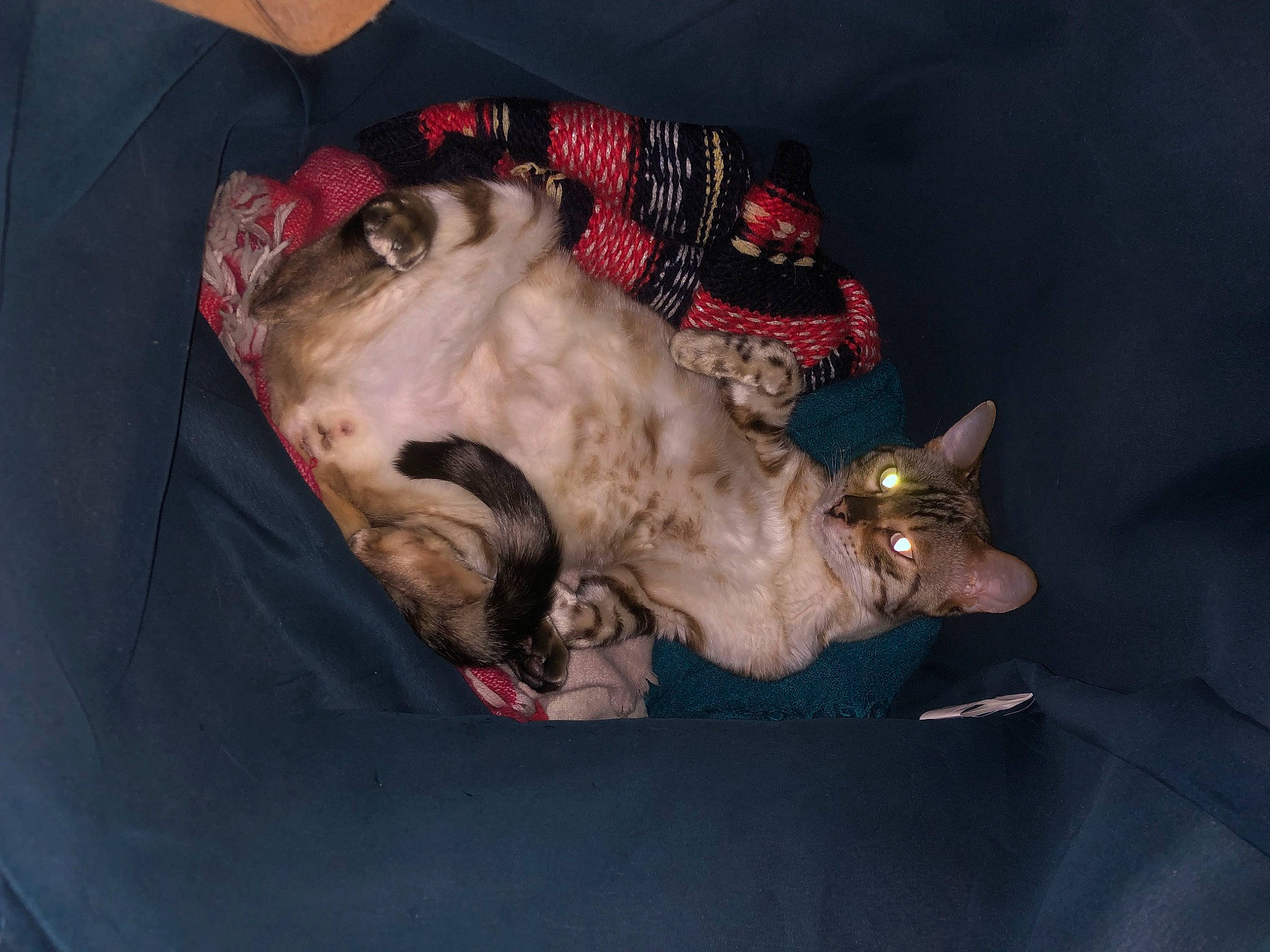 Senpai participe au concours pour gagner de l'argent avec cette photo : canidae, carnivore, cat, comfort, companion_dog, dog_breed, domestic_short_haired_cat, fawn, felidae, fur, non_sporting_group, paw, small_to_medium_sized_cats, snout, tail, whiskers