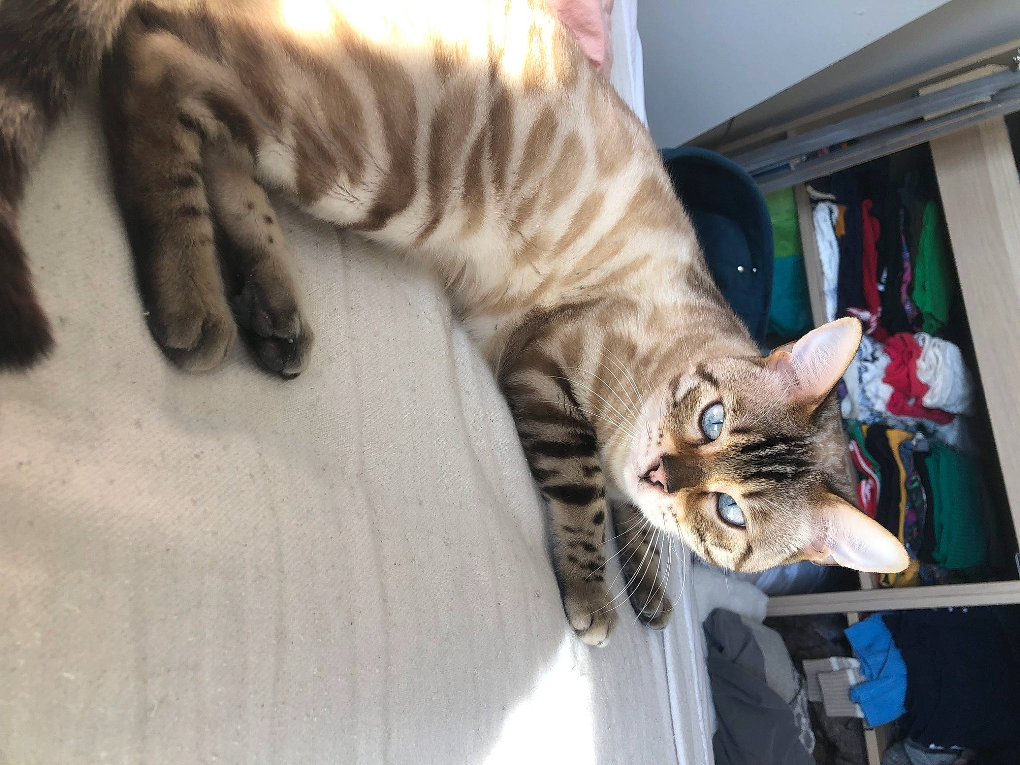 Senpai a rejoint le concours — aidez-le/la à gagner de superbes lots ! carnivore, cat, claw, comfort, curtain, domestic_short_haired_cat, fawn, felidae, fur, gesture, human_leg, nap, paw, sitting, small_to_medium_sized_cats, snout, tail, whiskers, wood