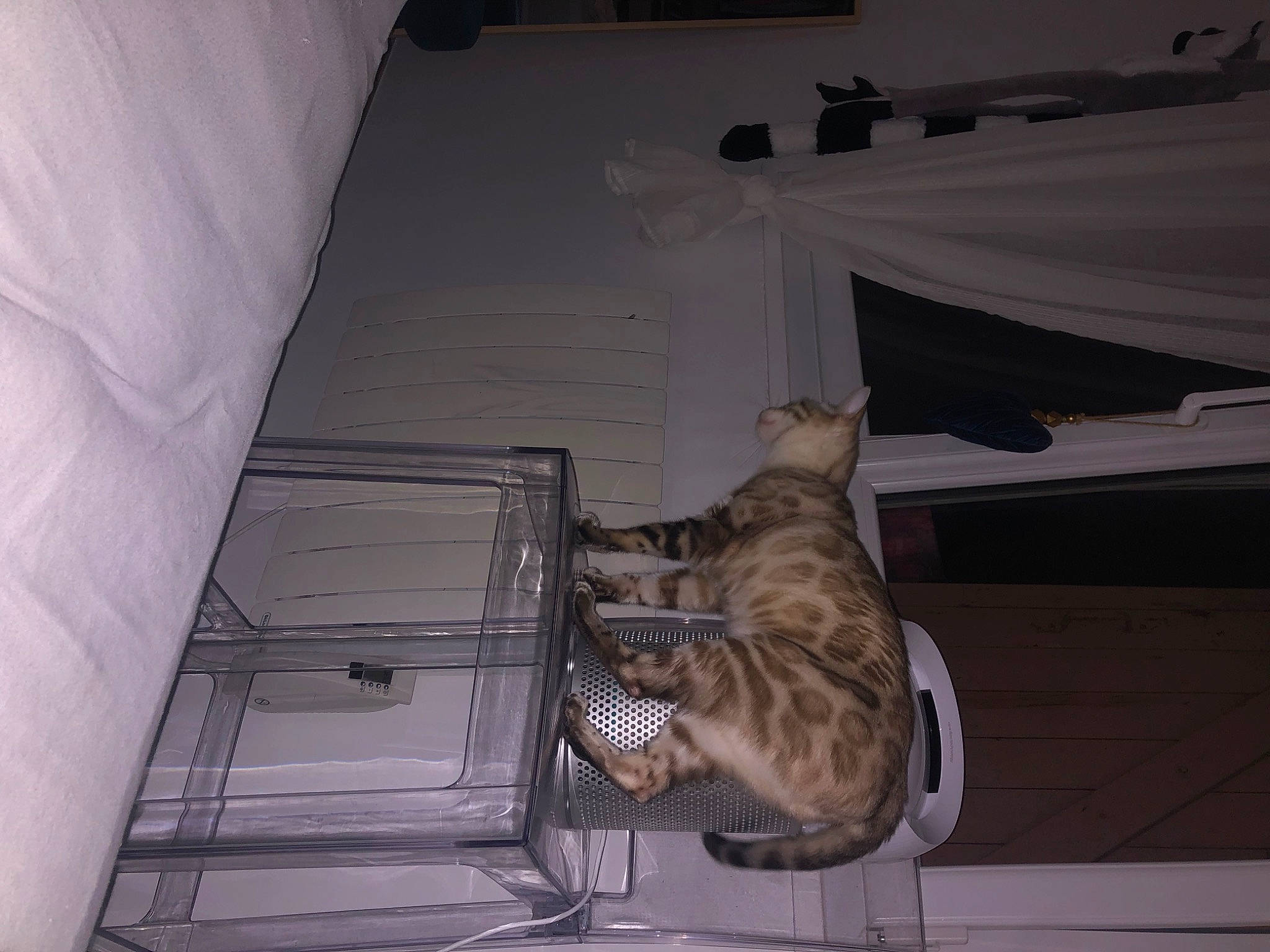 Senpai participe au concours pour gagner de l'argent avec cette photo : carnivore, cat, ceiling, comfort, domestic_short_haired_cat, felidae, flooring, fur, hardwood, room, small_to_medium_sized_cats, tail, textile, whiskers, wood