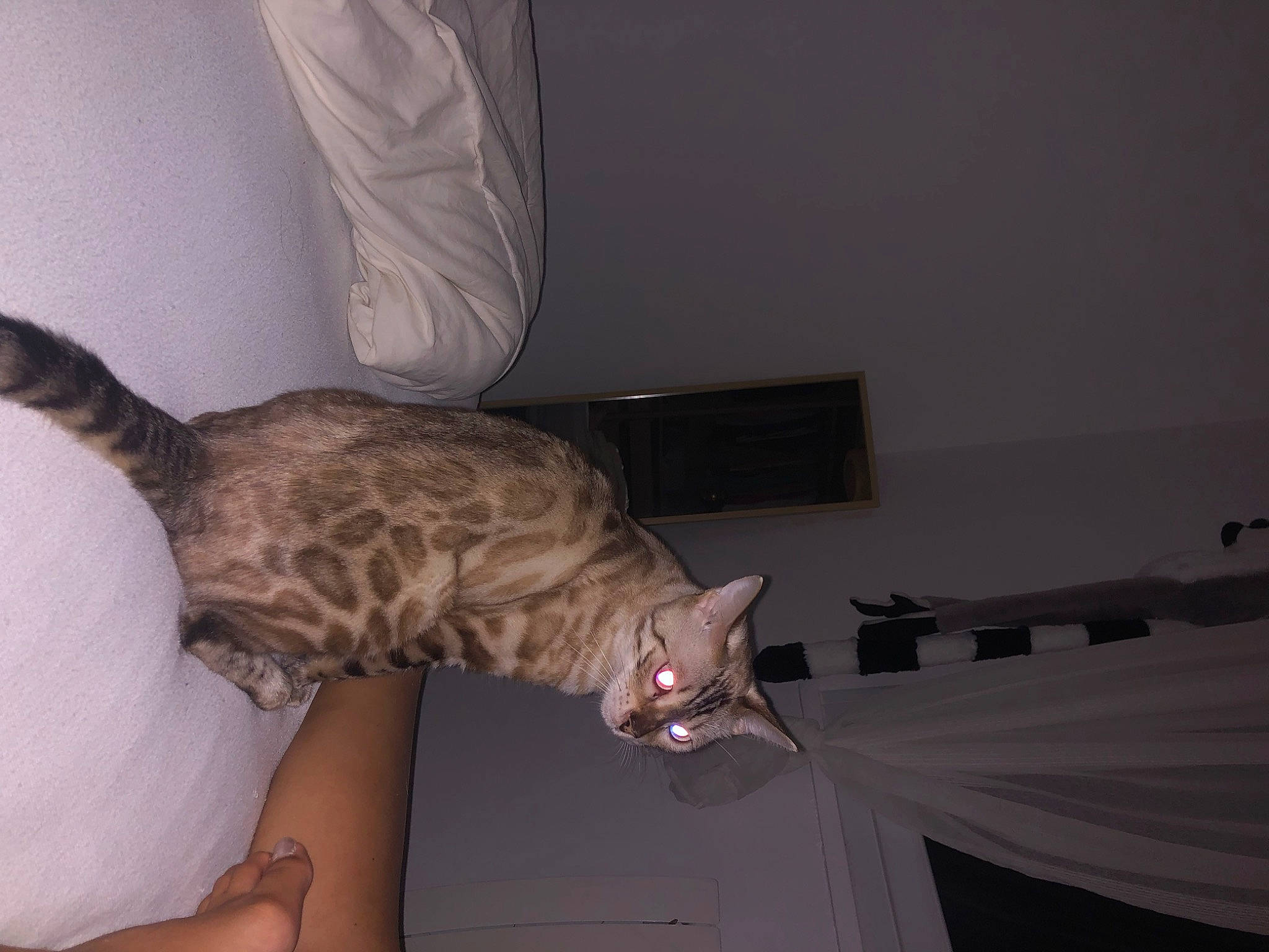 Senpai a rejoint le concours — aidez-le/la à gagner de superbes lots ! bed, carnivore, cat, ceiling, comfort, domestic_short_haired_cat, elbow, felidae, flooring, fur, gesture, hardwood, human_leg, room, small_to_medium_sized_cats, tail, thigh, whiskers, wood