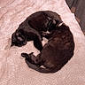 cats, black_cats, two_animals, sleeping, cuddling, curled_up, bed, blanket, pink_blanket, bedroom, indoors, pets, furry, relaxed, resting, animal_companions, cozy, tail, charger, curtain