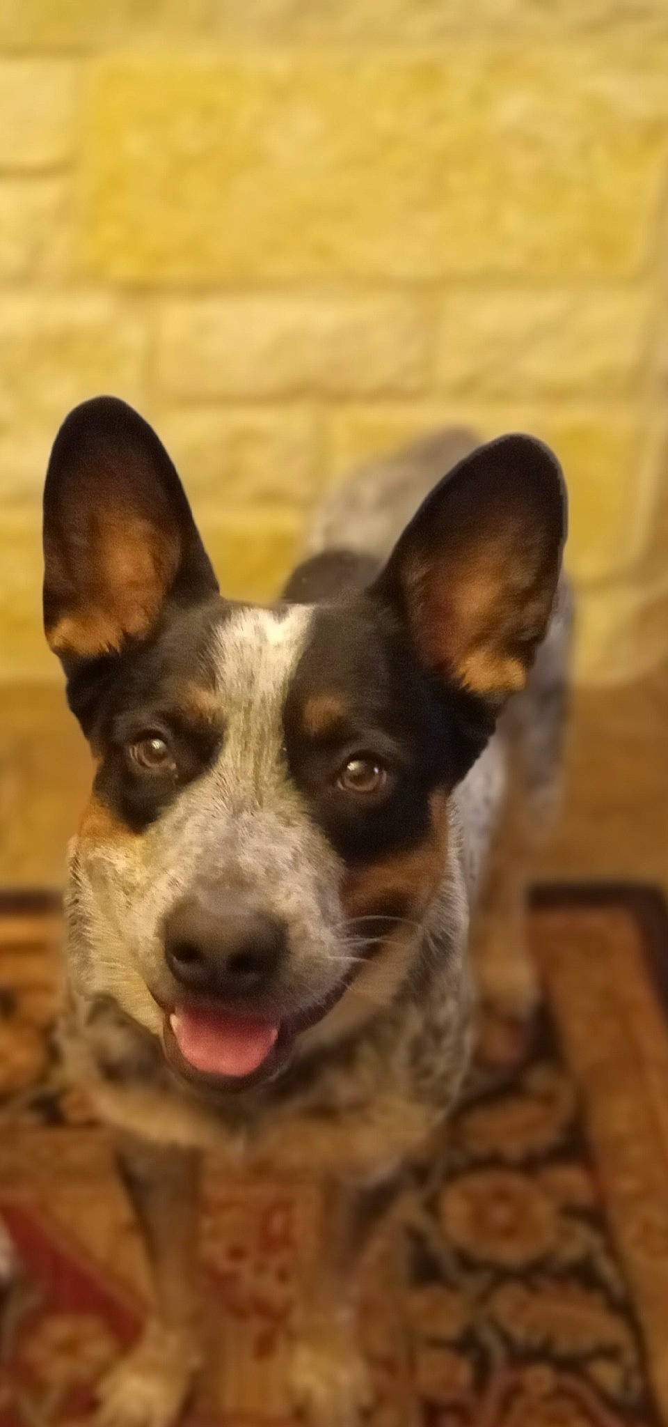 Snickers joined the competition — help win amazing prizes! ancient_dog_breeds, australian_cattle_dog, canidae, carnivore, companion_dog, dog, dog_breed, ear, fawn, fur, herding_dog, non_sporting_group, snout, sporting_group, street_dog, terrestrial_animal, whiskers, wood, working_animal, working_dog