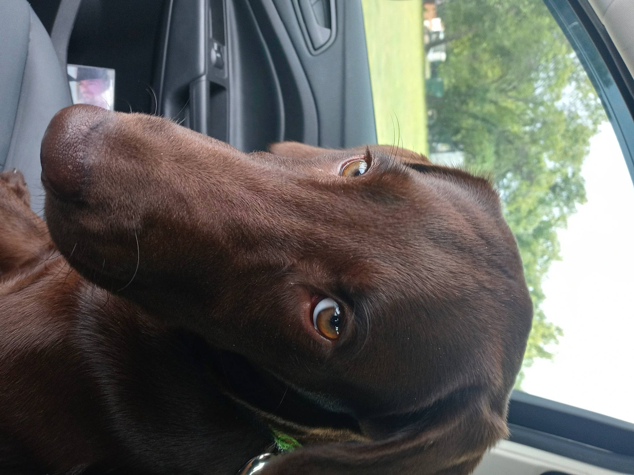 Hershey is registered to the contest to win money with this photo: automotive_mirror, canidae, carnivore, collar, companion_dog, dog, dog_breed, dog_collar, ear, fawn, gun_dog, liver, plant, snout, sporting_group, vehicle, vehicle_door, whiskers, windshield, working_animal
