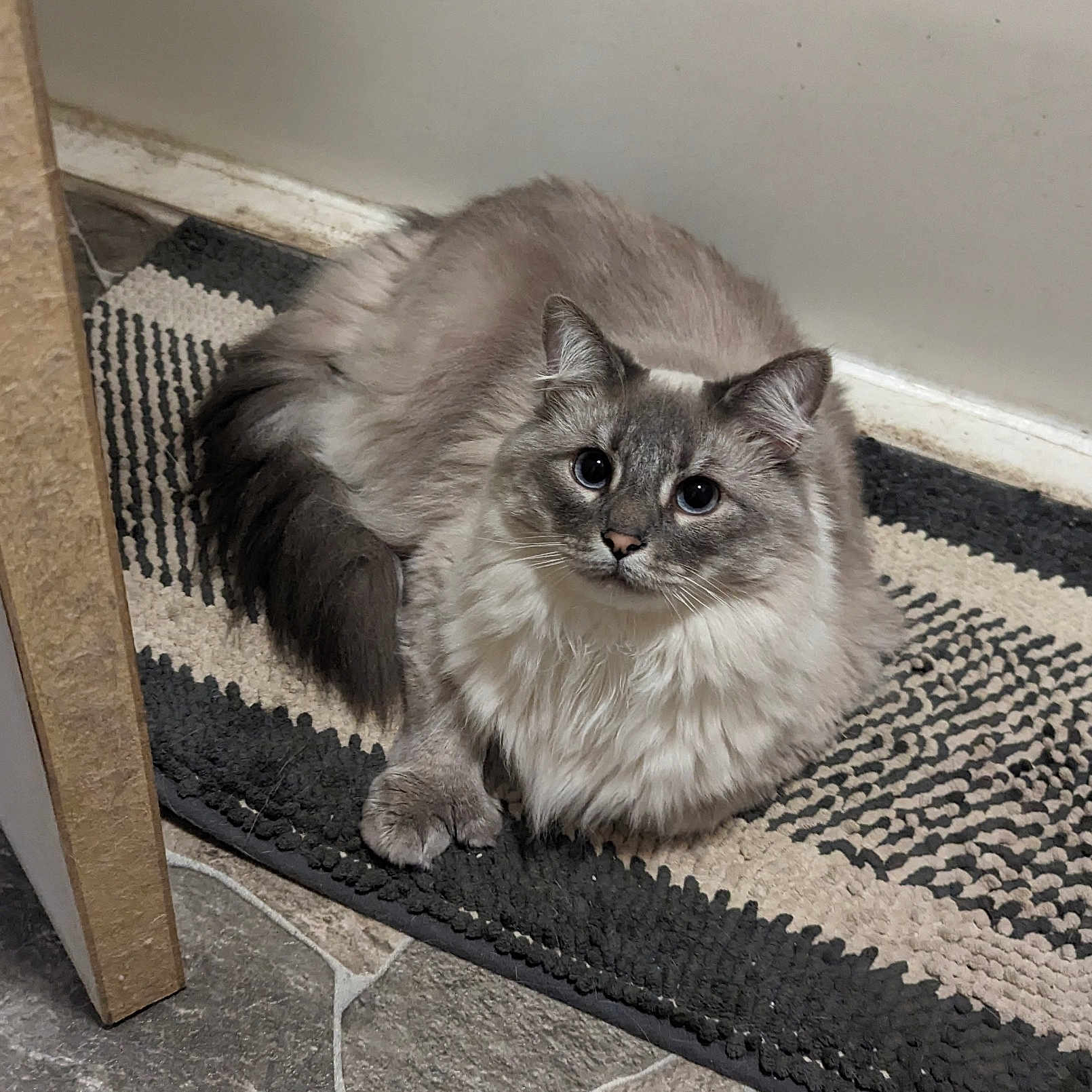 Munch joined the competition — help win amazing prizes! abyssinian, alloywheel, animal, car, carwheel, cat, doormat, hardwood, homedecor, kitten, machine, manx, mat, pet, rug, siamese, spoke, tire, transportation, wood