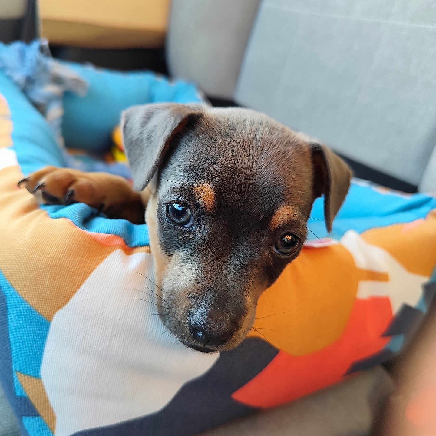 Milo participe au concours pour gagner de l'argent avec cette photo : animal, bed, close_up, colorful, cozy, cushion, cute, dog, domestic_animal, ears, eyes, fur, indoor, pet, portrait, puppy, resting, snout, sofa, young