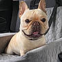 dog, french_bulldog, pet, car_seat, quilted, plush, comfortable, happy, smiling, animal, canine, transport, vehicle_interior, seatbelt, closeup, portrait, cute, domestic_animal, sitting, indoor