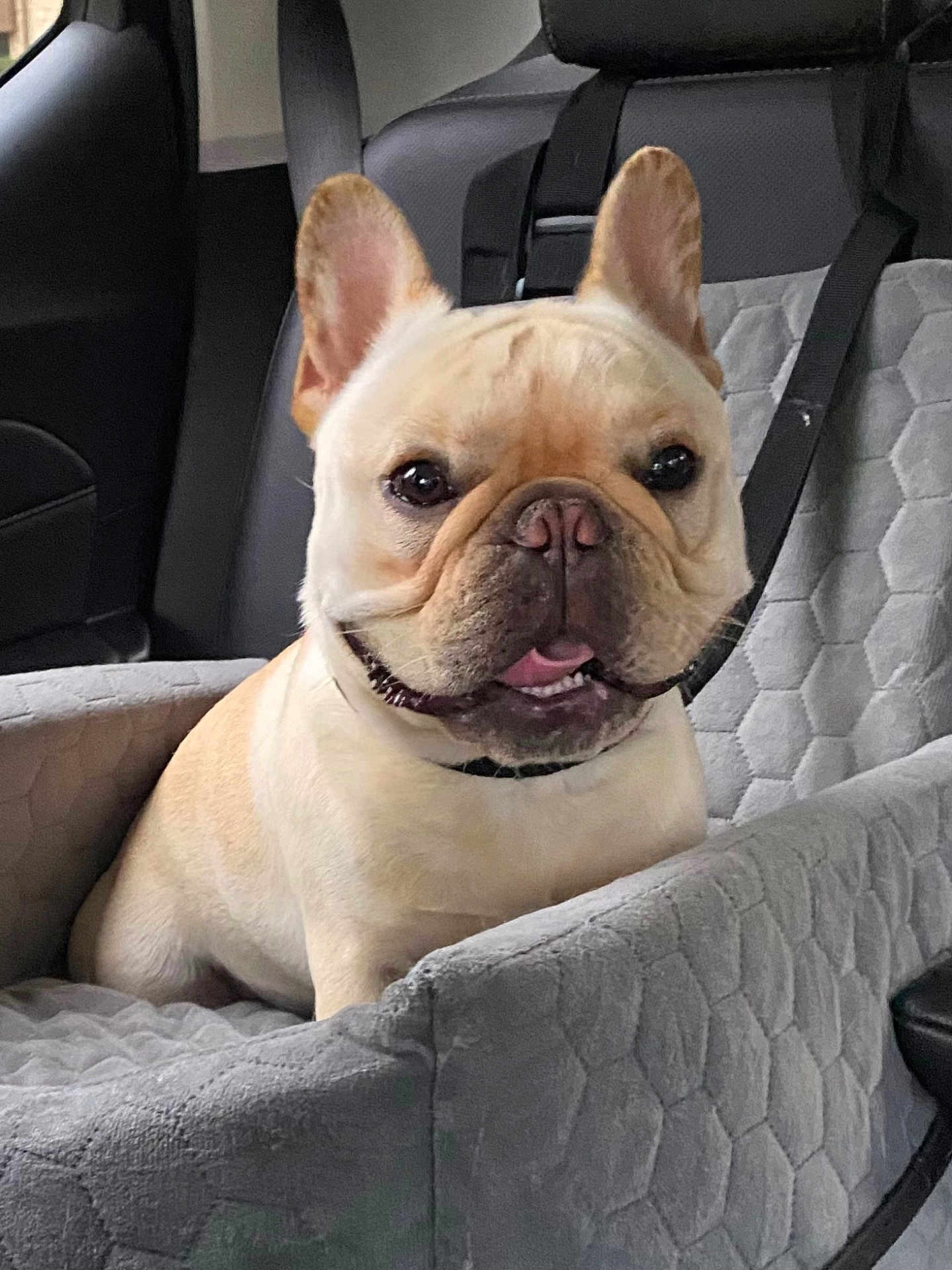 Tucker is registered to the contest to win money with this photo: dog, french_bulldog, pet, car_seat, quilted, plush, comfortable, happy, smiling, animal, canine, transport, vehicle_interior, seatbelt, closeup, portrait, cute, domestic_animal, sitting, indoor
