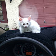 Buster joined the competition — help win amazing prizes! cat, kitten, white_cat, car_dashboard, steering_wheel, speedometer, house, garage_door, window, black_cloth, pet, domestic_animal, feline, animal, indoor, curious, fluffy, resting, vehicle, dashboard_cover