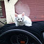 cat, kitten, white_cat, car_dashboard, steering_wheel, speedometer, house, garage_door, window, black_cloth, pet, domestic_animal, feline, animal, indoor, curious, fluffy, resting, vehicle, dashboard_cover