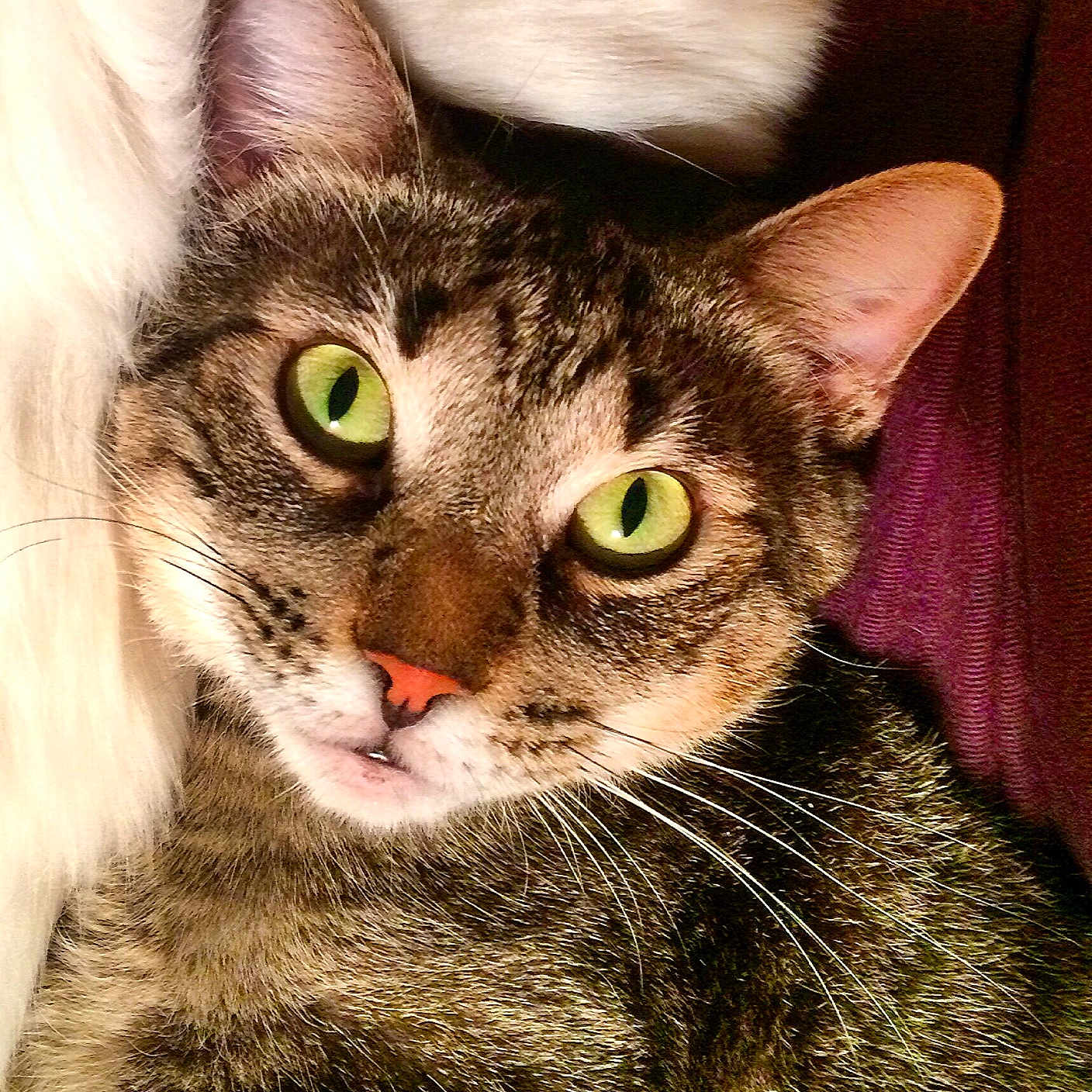 Buster is registered to the contest to win money with this photo: animal, cat, close_up, cozy, cute, domestic_animal, ear, face, feline, fur, green_eyes, indoor, mammal, nose, pet, relaxed, resting, soft, tabby_cat, whiskers