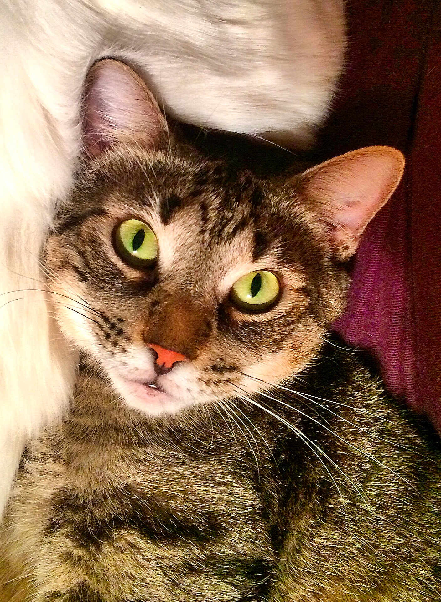 Buster