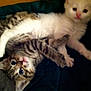 Buster joined the competition — help win amazing prizes! kitten, cat, tabby, white_cat, cute, pet, animal, furry, cuddling, closeup, indoor, sleeping, resting, fur, whiskers, young, adorable, friendship, soft, cozy
