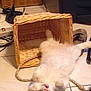 Buster is registered to the contest to win money with this photo: cat, white_cat, fluffy, upside_down, wicker_basket, indoor, floor, tile_floor, playful, pet, animal, domestic_cat, relaxed, curious, ears, paws, feline, household, rope_handle, cozy