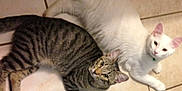 Buster joined the competition — help win amazing prizes! cat, white_cat, striped_cat, pets, floor, tile_floor, collar, indoor, two_cats, animal, feline, cute, laying_down, resting, eyes, ears, whiskers, domestic_animal, companions, curious