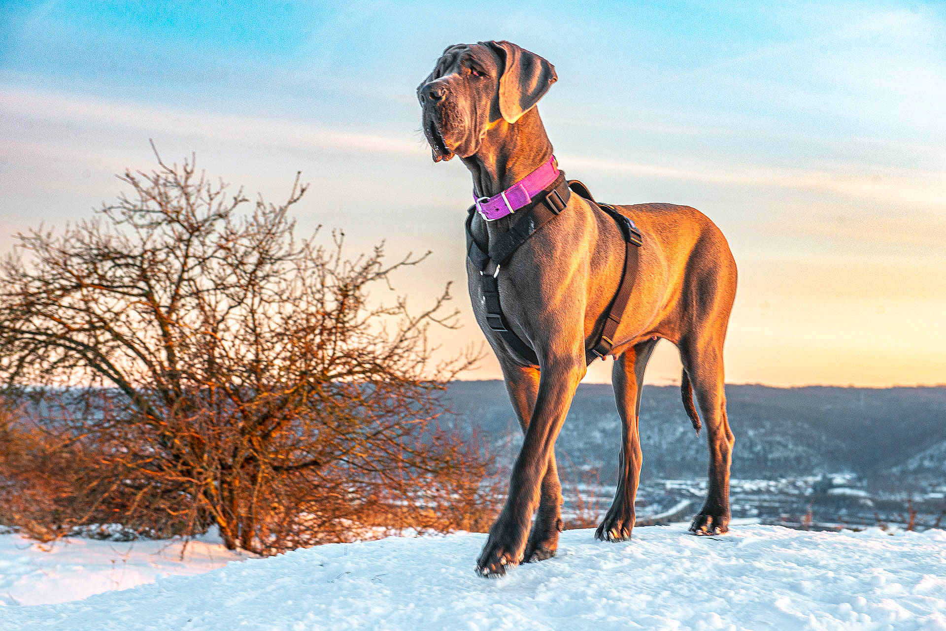 Urielle a rejoint le concours — aidez-le/la à gagner de superbes lots ! canidae, carnivore, cloud, collar, dog, dog_breed, dog_collar, dog_supply, fawn, freezing, gun_dog, landscape, liver, sky, slope, snow, sporting_group, winter, working_animal, working_dog