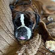 Grizzly is registered to the contest to win money with this photo: animal, blanket, brown, canine, closeup, comfort, cozy, cute, dog, fur, indoor, nose, paw, pet, portrait, relaxation, rest, sleeping, tongue, white