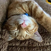 Oliver is registered to the contest to win money with this photo: cat, orange_tabby, sleeping, close_up, fur, whiskers, paw, blanket, cozy, relaxation, pet, animal, cute, domestic_cat, feline, napping, soft_texture, indoor, resting, peaceful
