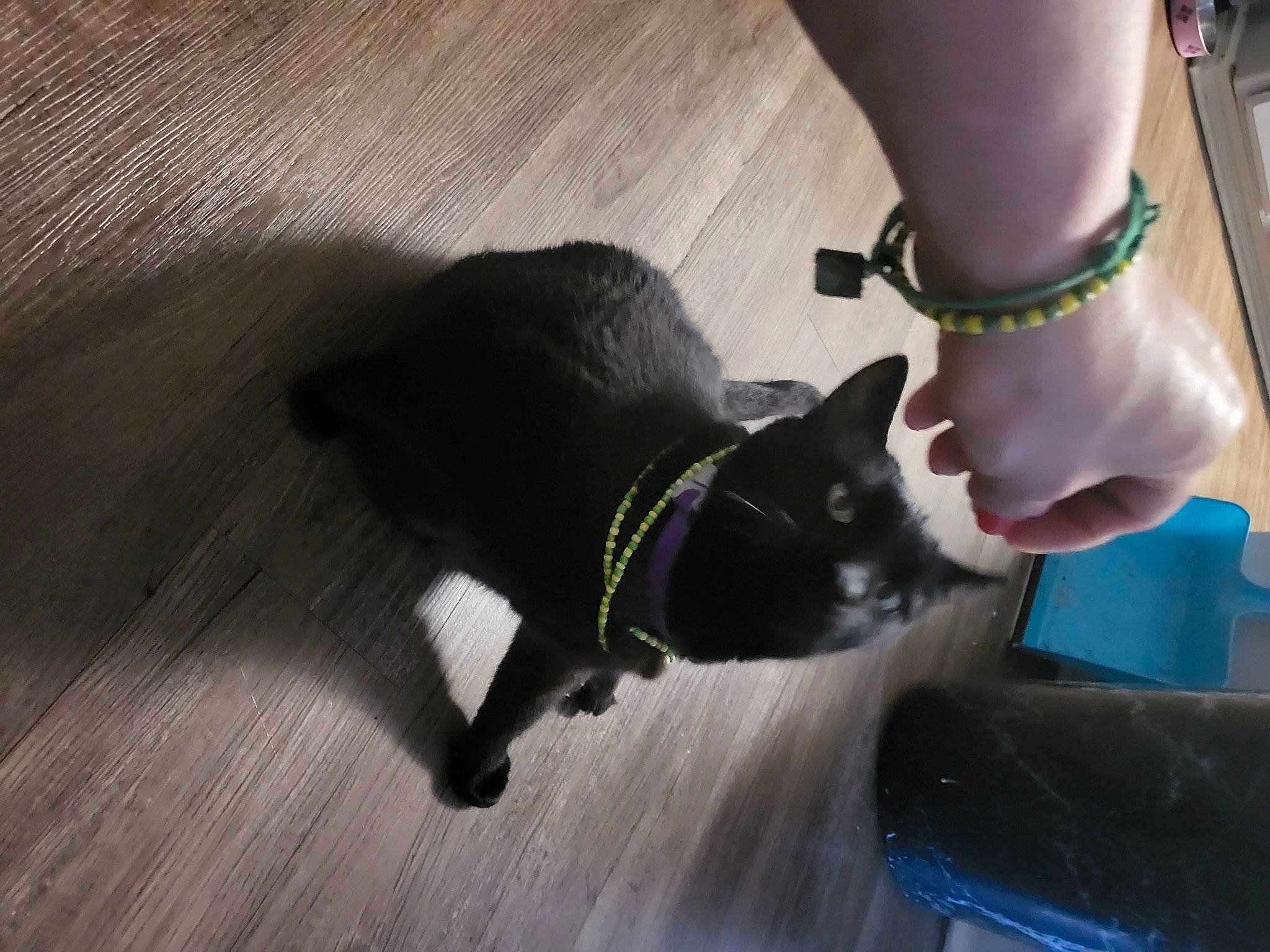 Bagheera joined the competition — help win amazing prizes! black_cat, bombay, carnivore, cat, companion_dog, dog_breed, domestic_short_haired_cat, felidae, floor, flooring, fur, gesture, hardwood, human_leg, laminate_flooring, small_to_medium_sized_cats, tail, whiskers, wood, wood_stain