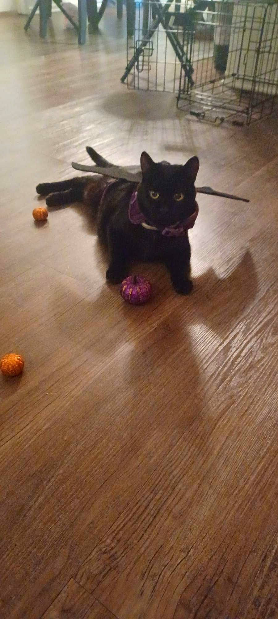 Bagheera joined the competition — help win amazing prizes! black_cat, carnivore, cat, domestic_short_haired_cat, eye, felidae, floor, flooring, foot, fur, hardwood, paw, plant, purple, small_to_medium_sized_cats, snout, tail, whiskers, wood, wood_stain