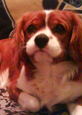 Baron is registered to the contest to win money with this photo: ancient_dog_breeds, beaglier, bored, canidae, carnivore, cavalier_king_charles_spaniel, companion_dog, dog, dog_breed, fawn, fur, king_charles_spaniel, liver, non_sporting_group, snout, sporting_group, terrestrial_animal, whiskers, working_animal, working_dog