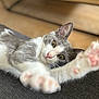 Luv a rejoint le concours — aidez-le/la à gagner de superbes lots ! animal, cat, close_up, ears, eyes, feline, grey_cat, home, indoor, lying_down, paw, pet, pink_nose, relaxed, soft_focus, stretching, texture, whiskers, white_cat, wood_background