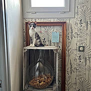 Luv participe au concours pour gagner de l'argent avec cette photo : animal, cat, curious, decor, furniture, glass_container, gray_and_white, home, indoor, kitten, leaf_pattern, natural_light, pet, sitting, still_life, stool, wallpaper, window, wine_corks, wooden_crate