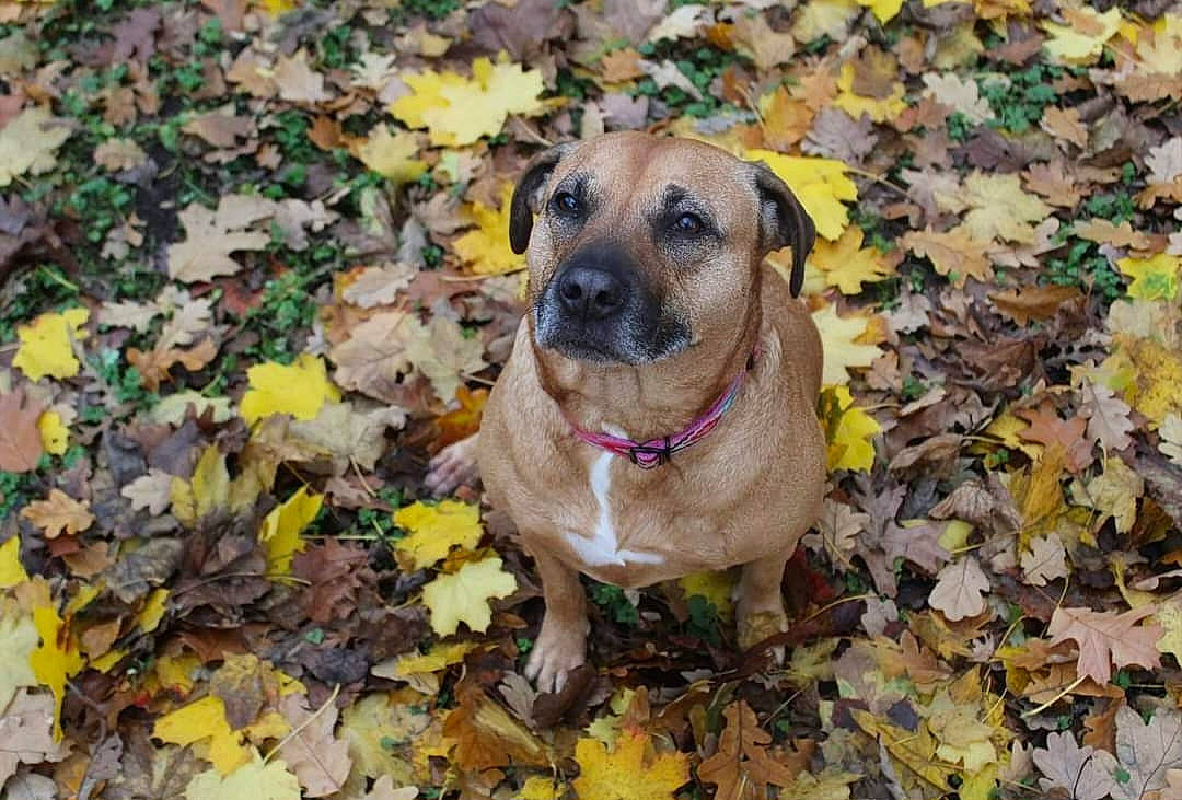 Zara is registered to the contest to win money with this photo: annual_plant, autumn, carnivore, companion_dog, dog, dog_breed, fawn, grass, groundcover, landscape, leaf, plant, soil, terrestrial_animal, tree, whiskers, wildlife, working_animal, working_dog, wrinkle