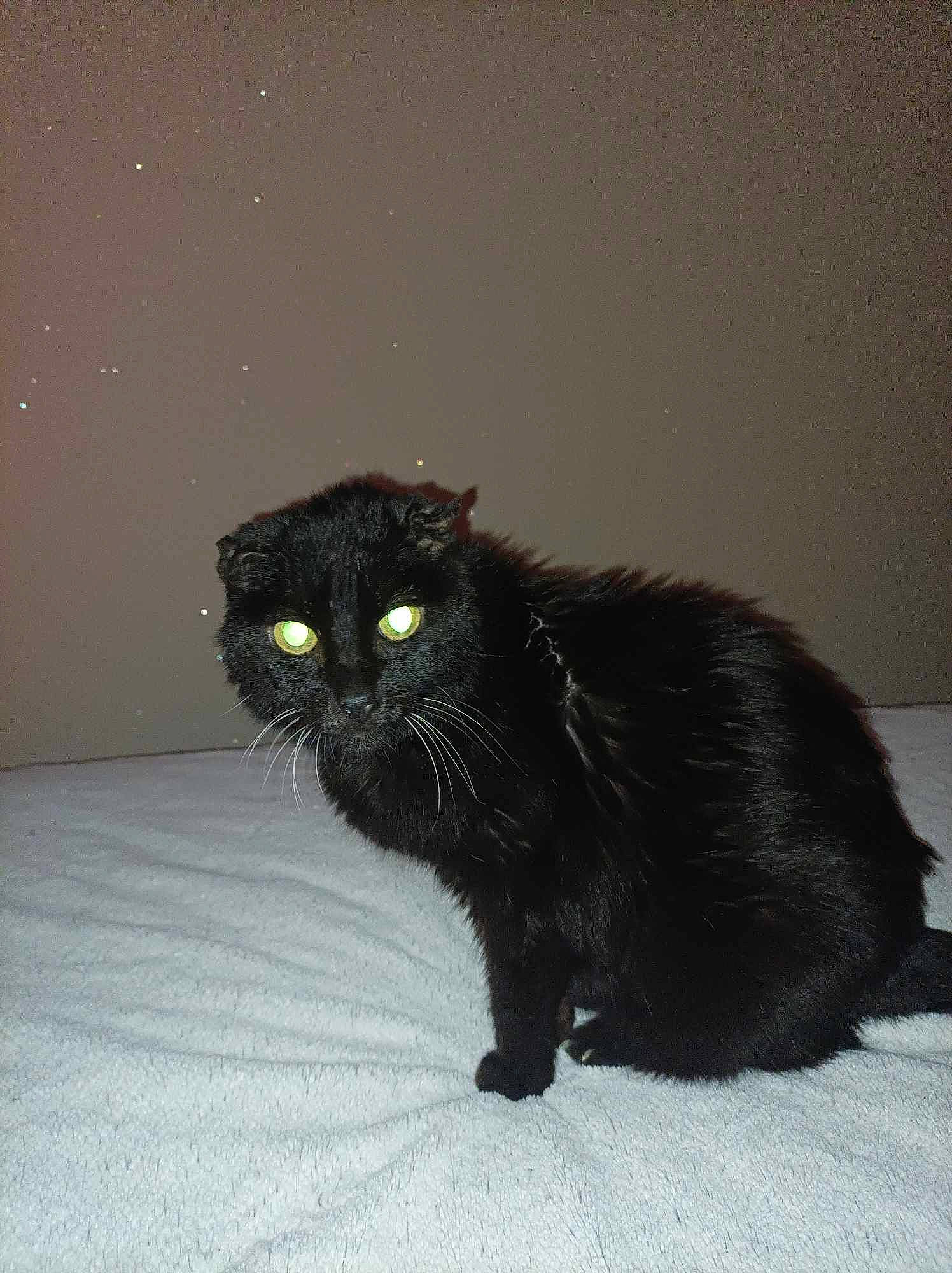 Fifille a rejoint le concours — aidez-le/la à gagner de superbes lots ! black_cat, bombay, carnivore, cat, claw, domestic_short_haired_cat, felidae, fur, plant, small_to_medium_sized_cats, snout, tail, terrestrial_animal, whiskers