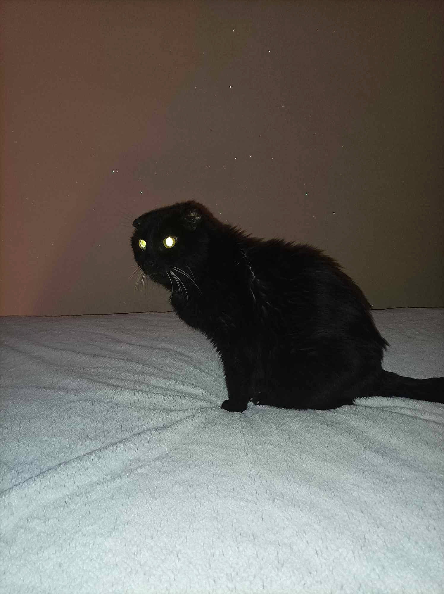 Fifille participe au concours pour gagner de l'argent avec cette photo : black_cat, bombay, carnivore, cat, claw, darkness, domestic_short_haired_cat, eye, felidae, fur, grey, shadow, small_to_medium_sized_cats, snout, street_light, tail, terrestrial_animal, tints_and_shades, whiskers, window