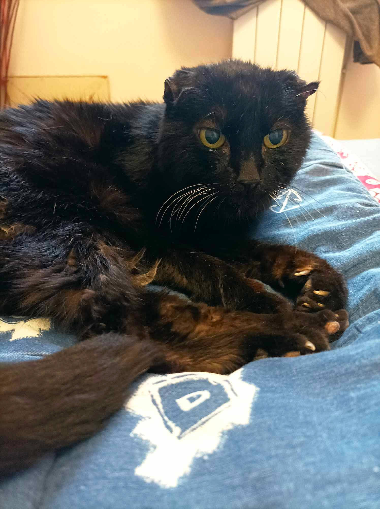 Fifille participe au concours pour gagner de l'argent avec cette photo : bed, black_cat, bombay, carnivore, cat, cat_supply, claw, comfort, domestic_short_haired_cat, eye, felidae, foot, fur, paw, small_to_medium_sized_cats, snout, tail, terrestrial_animal, whiskers, window