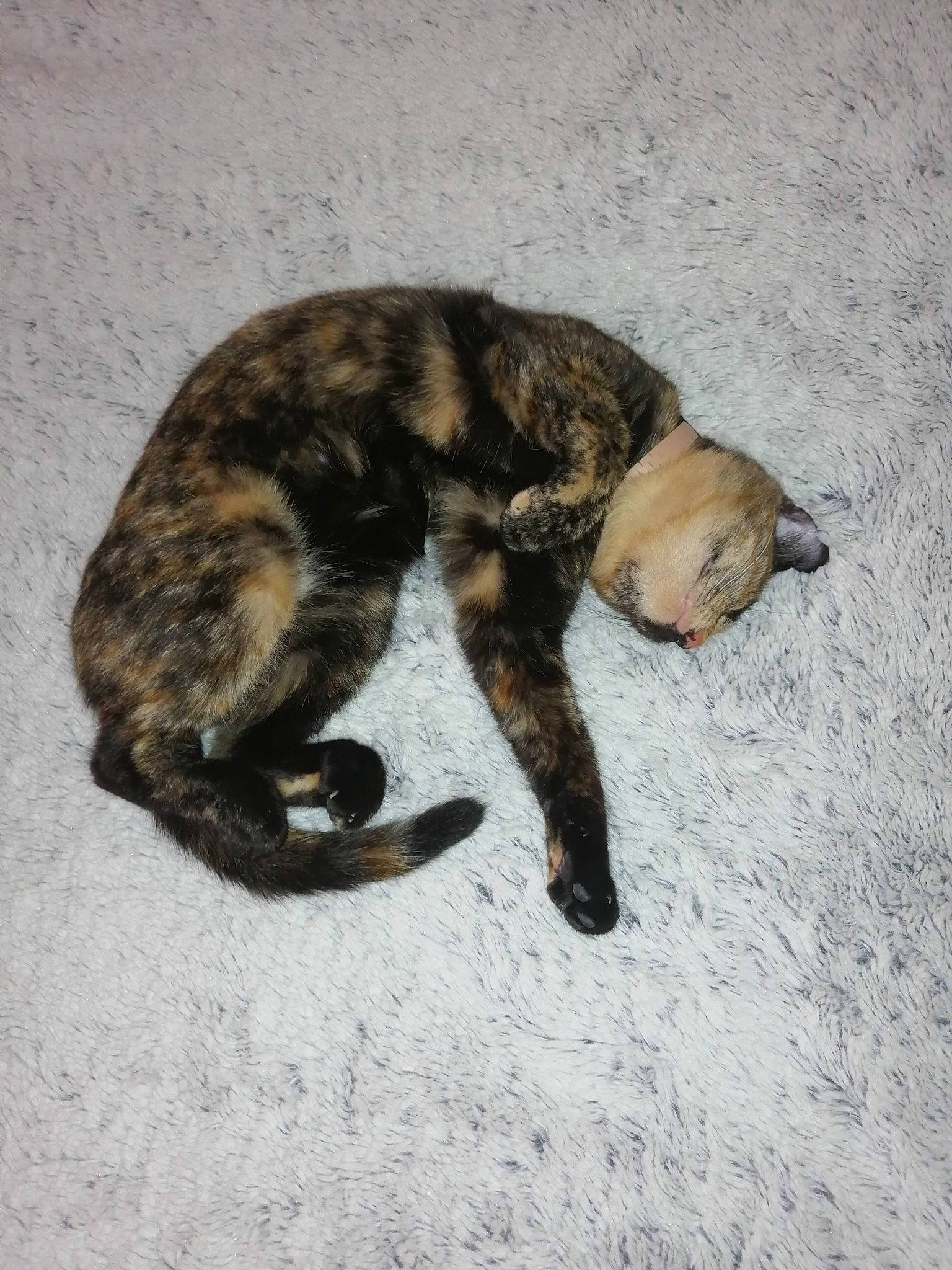 Kira a rejoint le concours — aidez-le/la à gagner de superbes lots ! alaunt, canidae, carnivore, dog, dog_breed, lurcher, mammal, perro_de_presa_canario, puppy, rafeiro_do_alentejo, tail, whippet