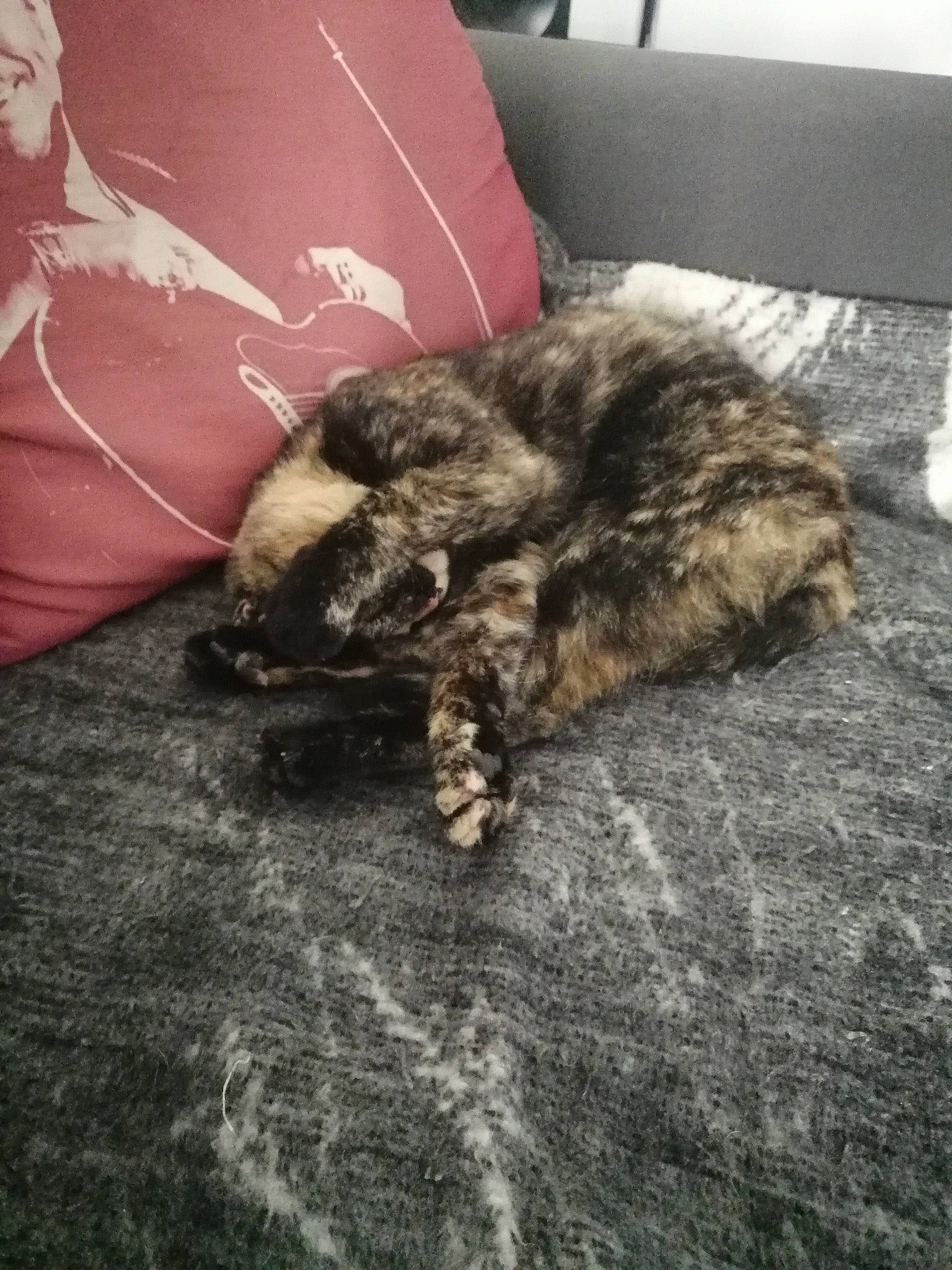 Kira a rejoint le concours — aidez-le/la à gagner de superbes lots ! carnivore, cat, claw, domestic_short_haired_cat, dragon_li, european_shorthair, felidae, fur, kitten, paw, sleep, small_to_medium_sized_cats, tabby_cat, tail, whiskers