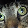 Shithead joined the competition — help win amazing prizes! cat, close_up, green_eyes, nose, whiskers, fur, tabby, pet, animal, face, curious, indoor, macro, portrait, domestic_cat, muzzle, feline, soft_focus, eye_contact, cute