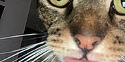 Shithead is registered to the contest to win money with this photo: cat, tabby, close_up, green_eyes, whiskers, tongue_out, pet, animal, fur, cute, indoor, curious, playful, face, nose, muzzle, domestic_cat, feline, expression, closeup