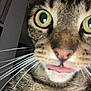 cat, tabby, close_up, green_eyes, whiskers, tongue_out, pet, animal, fur, cute, indoor, curious, playful, face, nose, muzzle, domestic_cat, feline, expression, closeup