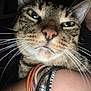 Shithead is registered to the contest to win money with this photo: cat, tabby, close_up, whiskers, face, animal, pet, feline, ear, nose, person, arm, bracelets, jewelry, skin, indoor, portrait, expression, looking, background