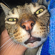 Shithead is registered to the contest to win money with this photo: cat, close_up, face, animal, whiskers, green_eyes, feline, pet, hand, texture, blue_blanket, expression, cute, fur, snout, domestic_animal, portrait, indoor, funny_face, cozy