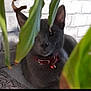 Drax a rejoint le concours — aidez-le/la à gagner de superbes lots ! cat, gray_cat, collar, bell, plant, green_leaves, brick_wall, floor_pattern, indoor, pet, animal, feline, hiding, cozy, closeup, portrait, curious, whiskers, ears, relaxed