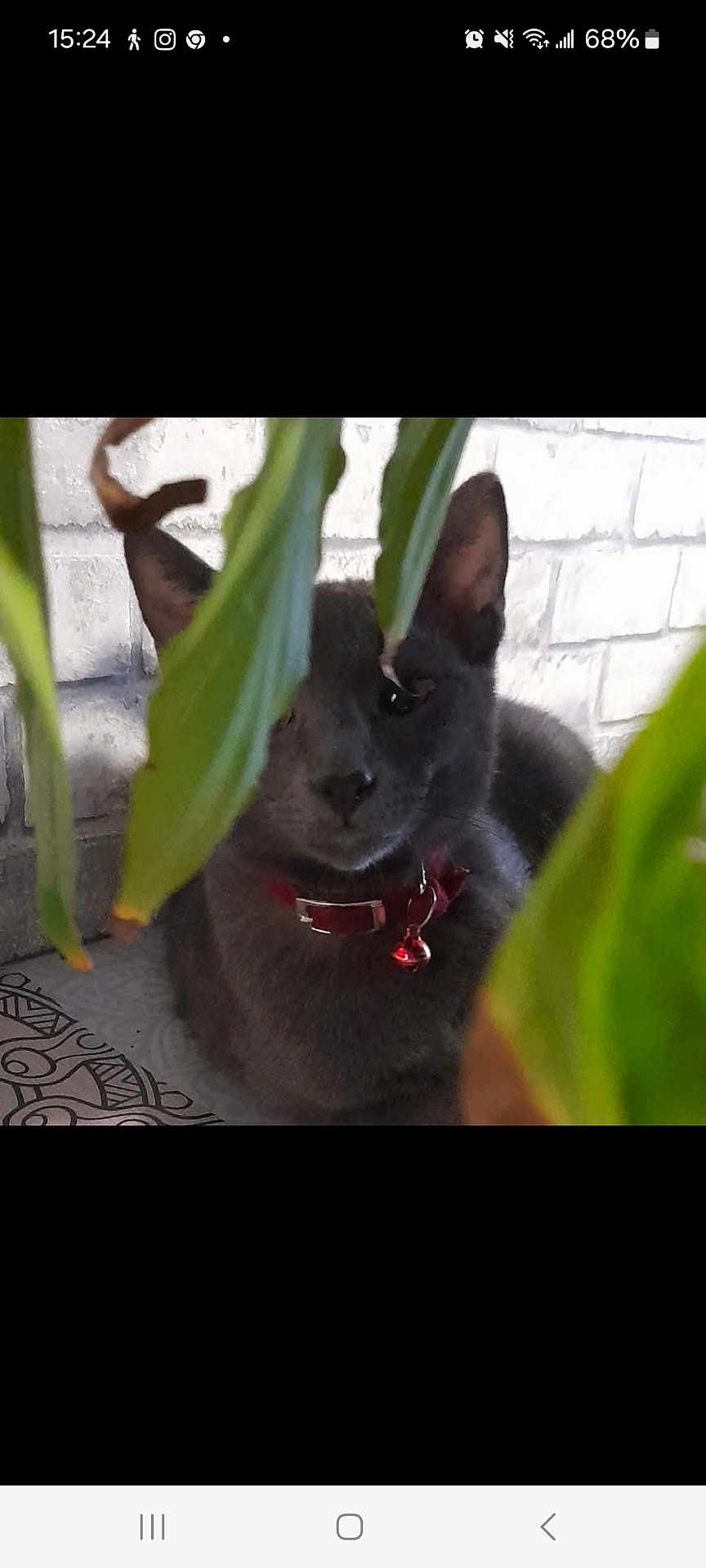 Drax a rejoint le concours — aidez-le/la à gagner de superbes lots ! cat, gray_cat, collar, bell, plant, green_leaves, brick_wall, floor_pattern, indoor, pet, animal, feline, hiding, cozy, closeup, portrait, curious, whiskers, ears, relaxed