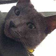 Drax a rejoint le concours — aidez-le/la à gagner de superbes lots ! cat, gray_cat, pet, collar, curious, close_up, animal, indoor, face, ears, whiskers, feline, looking_up, yellow_collar, blurred, background, hand, candid, portrait, cute