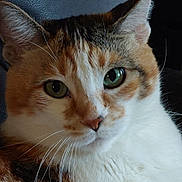 Ladybug is registered to the contest to win money with this photo: cat, calico, close_up, green_eyes, whiskers, fur, pet, animal, indoor, portrait, feline, cute, face, ears, muzzle, looking, domestic_cat, calm, sitting, texture