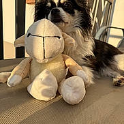 Lilo participe au concours pour gagner de l'argent avec cette photo : dog, stuffed_animal, sheep_toy, black_and_white, fluffy, pet, chair, mesh, sunlight, shadow, relaxing, indoor, cute, animal, fur, ears, nose, paw, soft_toy, home