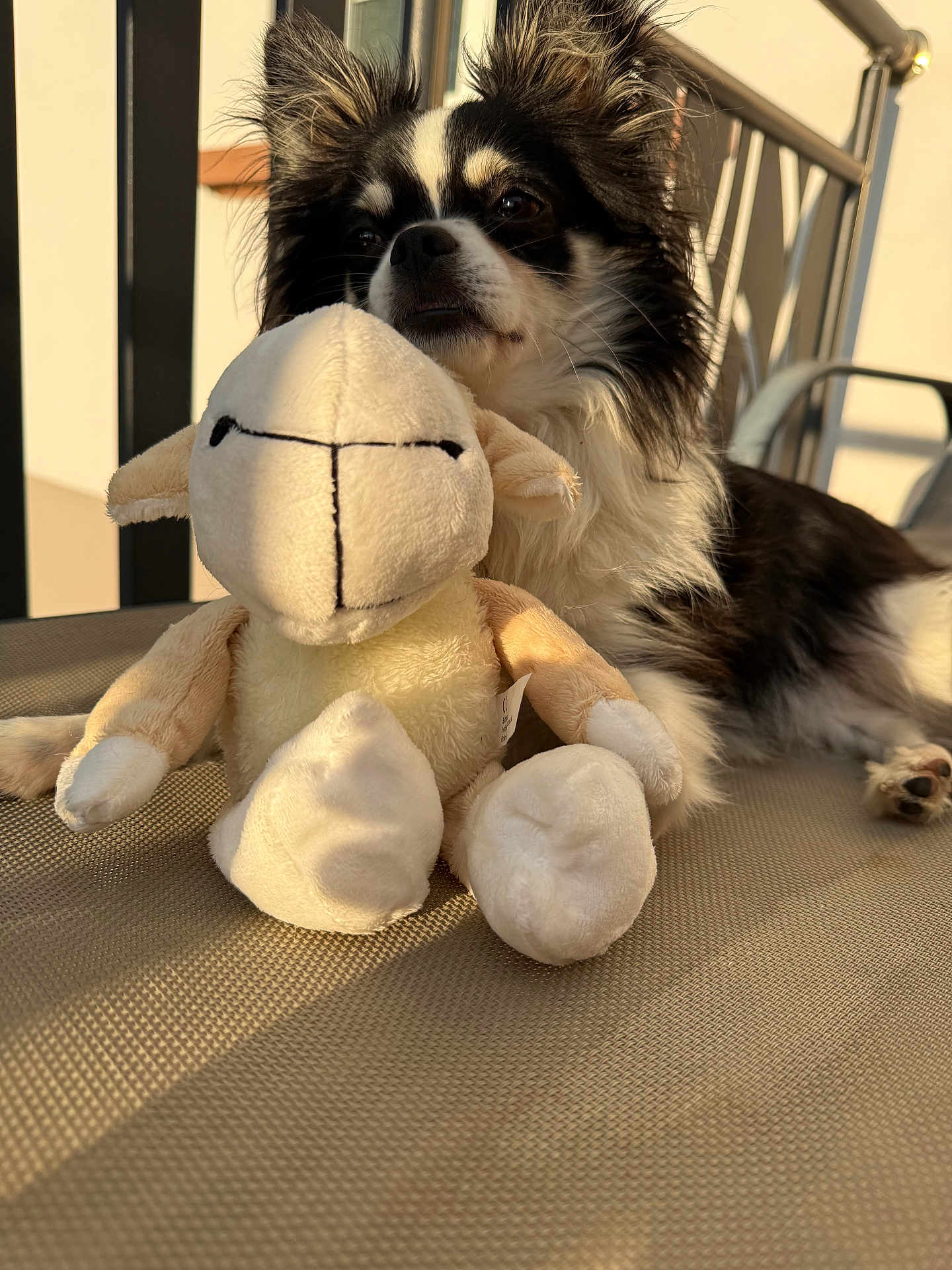 Lilo participe au concours pour gagner de l'argent avec cette photo : dog, stuffed_animal, sheep_toy, black_and_white, fluffy, pet, chair, mesh, sunlight, shadow, relaxing, indoor, cute, animal, fur, ears, nose, paw, soft_toy, home