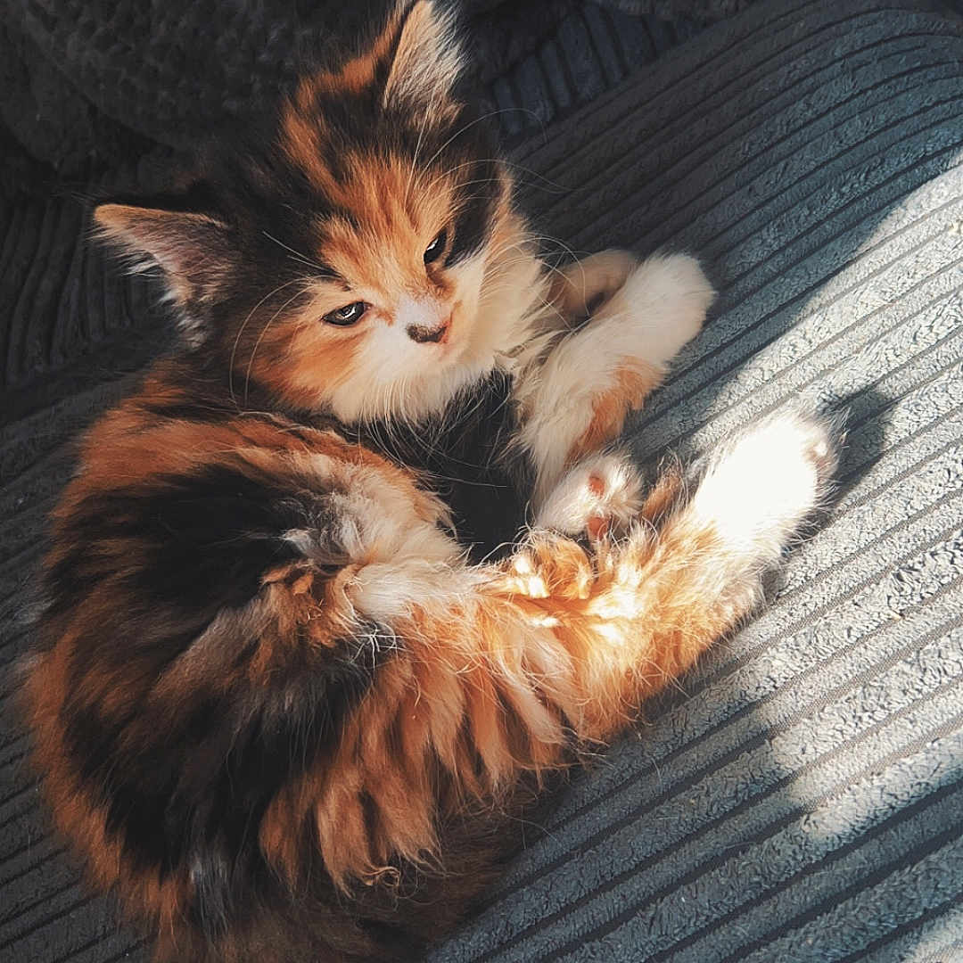Mocha joined the competition — help win amazing prizes! animal, blanket, calico, cat, cozy, cute, domestic, feline, fluffy, fur, indoor, kitten, pet, resting, sleepy, small, soft, striped, sunlight, texture