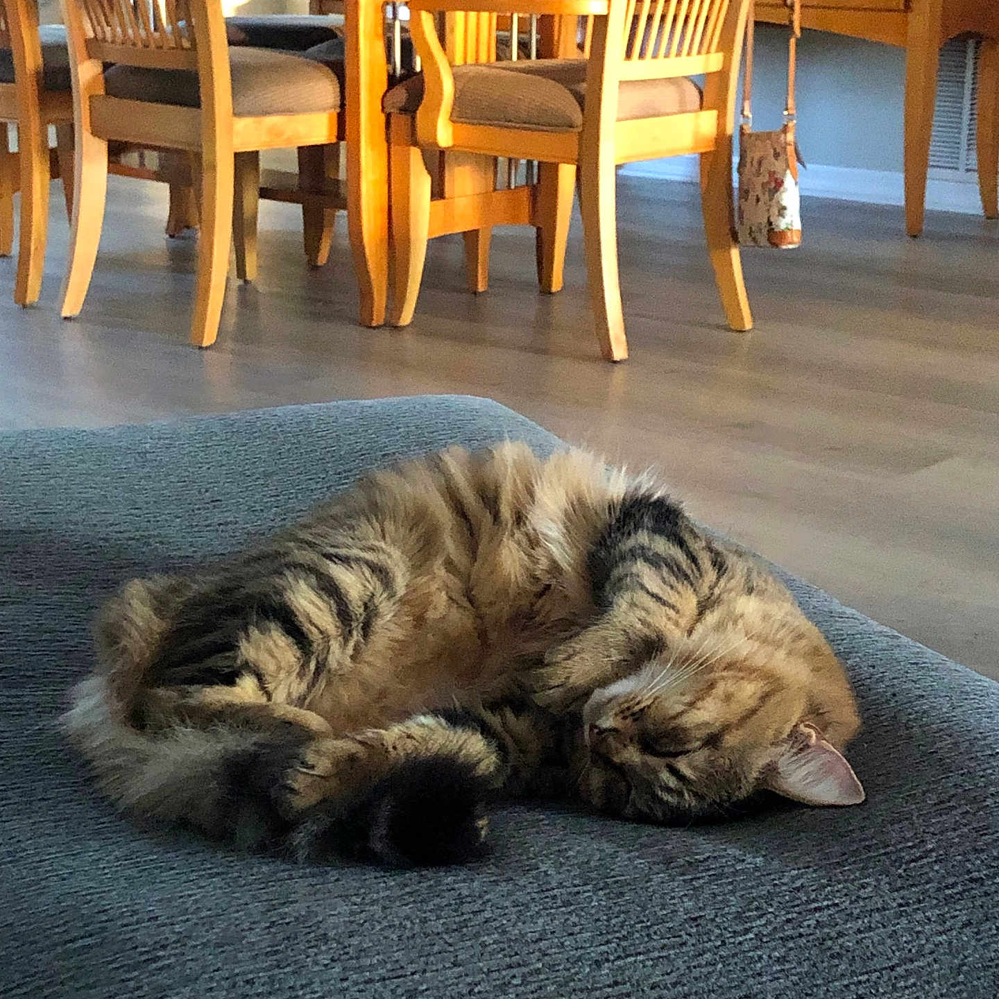 Avery joined the competition — help win amazing prizes! accessories, animal, architecture, bag, building, cat, chair, diningroom, diningtable, furniture, handbag, hardwood, indoors, interiordesign, livingroom, pet, plant, room, table, wood