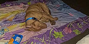 Trigger is registered to the contest to win money with this photo: dog, sleeping, blanket, floral, purple, brown, collar, pet, fur, indoor, floor, toy, rope_toy, quiet, resting, cozy, home, companion, animal, relaxation