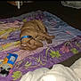 dog, sleeping, blanket, floral, purple, brown, collar, pet, fur, indoor, floor, toy, rope_toy, quiet, resting, cozy, home, companion, animal, relaxation